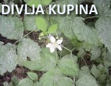 Divlja kupina Divlja kupina