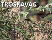Troskavac Troskavac