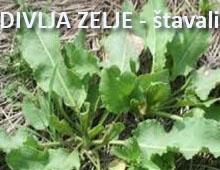 Divlje zelje Divlje zelje