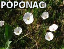 Poponac Poponac