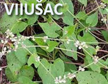 Viiušac Viiušac
